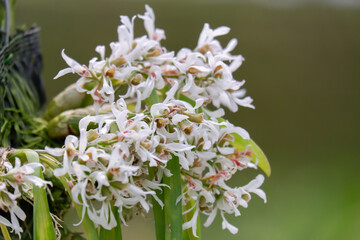 dendrobium delacourii orchid flower blooming closeup from family Orchidaceae in tropical garden
