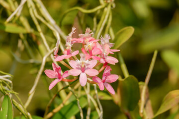 Pink orchid flower or epidendrum from family Orchidaceae macro closeup background