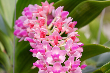 Beautiful pink orchid flower blooming in the brunch closeup with green blur background, Rhynchostylis from  family Orchidaceae in tropical garden