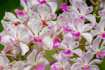 Fototapeta premium Rhynchostylis gigantea orchid flower is beautiful white petal and pink spot and blooming summer season