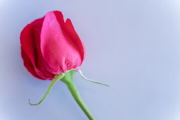 Red rose on pastel blue background