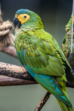 The red-bellied macaw (Orthopsittaca manilatus) is a medium-sized, mostly green South American parrot, a member of a group of large Neotropical parrots known as macaws.