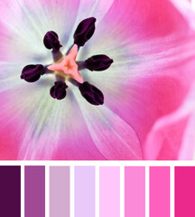 Color palette swatches of beautiful blossom of Tulip flower in bright pink cyclamen purple and...