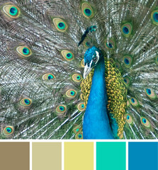 Color palette swatches of iridescent coloration of the peacock - blue, green yellow brown colors. Shallow depth of focus. Pastel trendy combination, colorful inspiration from natural beauty.
