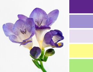 Fototapeta na wymiar Color palette swatches of beautiful blossom of purple violet yellow freesia flower on light creamy background. Pastel trendy combination, colorful inspiration from natural floral beauty.