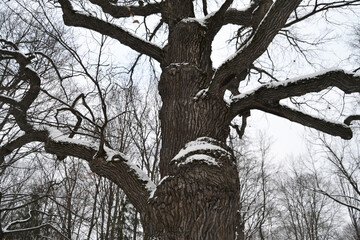 Ancient oak tree with mighty branches in the forest
