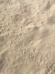 Pigeon's footprints at Patong beach