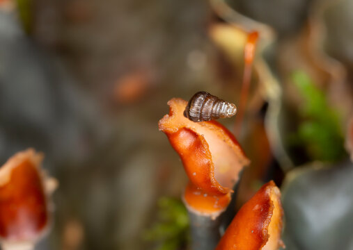 Juvenile door snail on peltigera