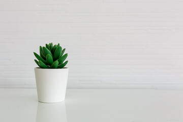Succulent plant in pot on white table.
