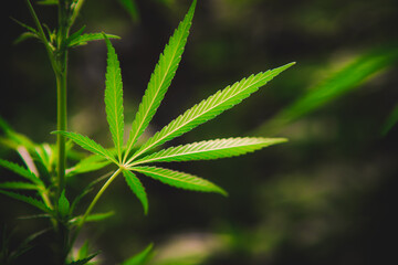 Fototapeta na wymiar large leaf of cannabis on a green background