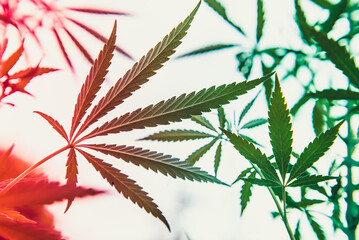 Green and red hemp on a white background. Close-up.