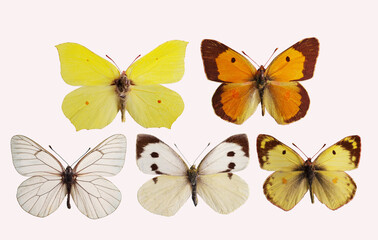 Butterflies from the family of whiteflies Pieridae. Isolated on white background. 