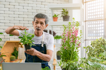 Senior man gardener working with camera presents houseplants during online live stream.