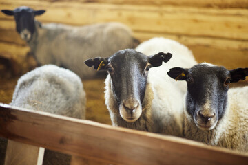 Fototapeta premium the sheep are standing in the pen