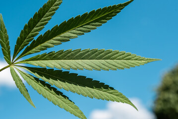 beautiful green cannabis leaf against blue sky