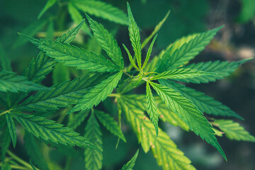 hemp grows in a field in a village