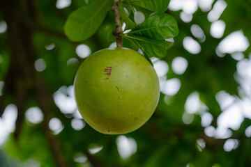 Aegle marmelos called Maja by Indonesian. In Indonesian history, maja is associated with the origin of the name of the Majapahit kingdom.