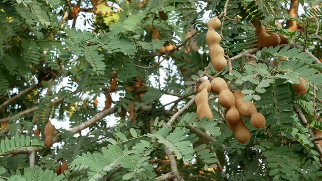 fresh tamarind on tamarind tree in garden.