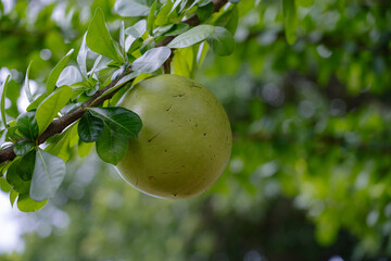 Aegle marmelos called Maja by Indonesian. In Indonesian history, maja is associated with the origin of the name of the Majapahit kingdom.