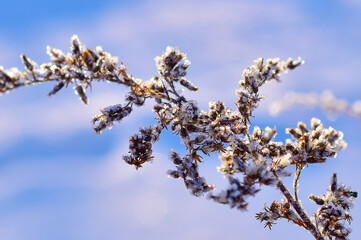 Frost grass with snowflakes in winter.