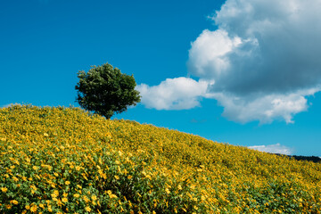 一面に広がるお花畑と青空