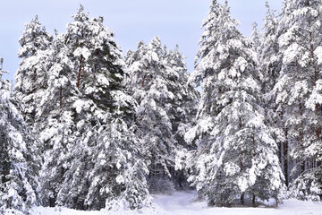 Winter snow-covered trees in the Latvian forest