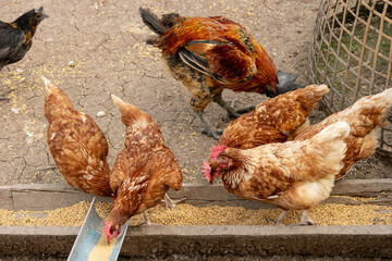 Chicken egg farm business in the Asian region, Feeding chicken with rice and grain.