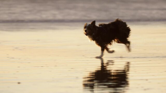 Happy Australian Shepherd dog running and chasing seagulls on the beach. Slow Motion.