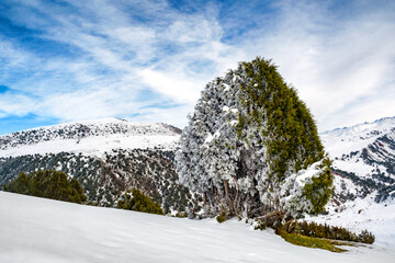 New snow in the mountains fell on a green tree.