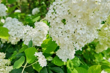 Close-up of a blooming white hydrangea bush in the garden, abstract background