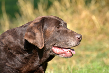Alter Labrador