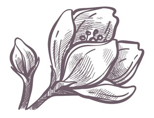 Flower in blossom, flora of trees in spring season