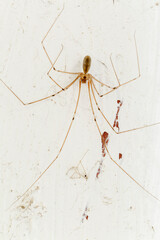 Pholcus phalangioides. Araña de patas largas. San Pedro de las Dueñas, León.