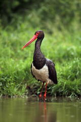 Black stork(Ciconia nigra) in the water. Stork with green background.Big black stork in the water near the green overgrown shore.