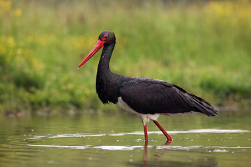 Black stork (Ciconia nigra) in the water. Stork fishing in a shallow lagoon.A big black stork with a red beak and a drop of water on its tip in the water.