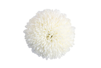 Top view of White Chrysanthemum flower on white background with clipping path.