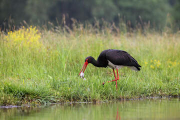 Black stork (Ciconia nigra) with a fish in its beak. Stork fishing in a shallow lagoon.