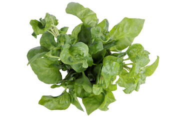 Fresh watercress isolated on white background.