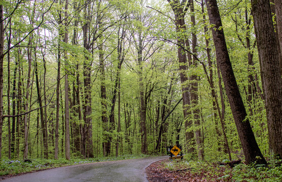 Road Amidst Trees In Forest During Spring