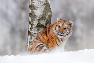 Tiger snow run in wild winter nature. Siberian tiger, Panthera tigris altaica. Action wildlife scene with dangerous animal. Cold winter in taiga, Russia. Snow flakes with wild Amur cat.