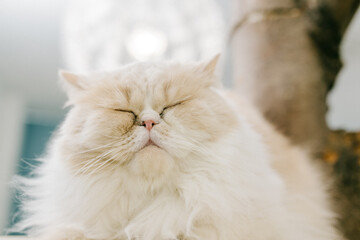 ふわふわ猫ちゃん