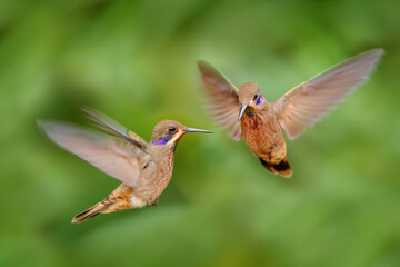 Two birds fly fight. Hummingbird Brown Violet-ear, Colibri delphinae, birds flying in the green tropic forest, Sumaco in Ecuador.