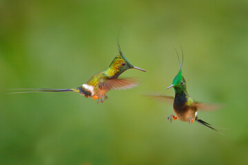 Wildlife Ecuador. Wire-crested thorntail, Discosura popelairii, hummingbird from Colombia, Ecuador...