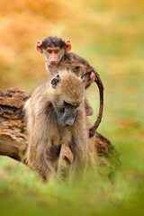 Monkey young cub. Chacma baboon, Papio ursinus, monkey from Moremi, Okavango delta, Botswana. Wild...