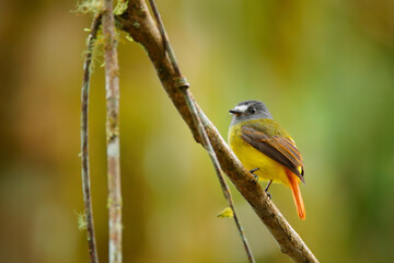 Ornate flycatcher, Myiotriccus ornatus, yellow grey bird from Sumaco in Ecuador. Flycatcher sitting on the tree branch in the habitat - tropic mountain forest. Birdwatching in South America.
