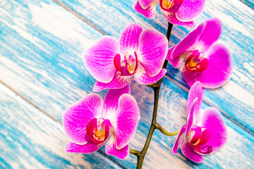 A branch of purple orchids on a blue wooden background

