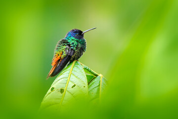 Blue head hummingbird. Golden-tailed Sapphire, Chrysuronia oenone, Sumaco Napo-Galeras National Park in Ecuador. Green blue head hummingbird sitting on the branch in forest habitat. Wildlife Ecuador. © ondrejprosicky