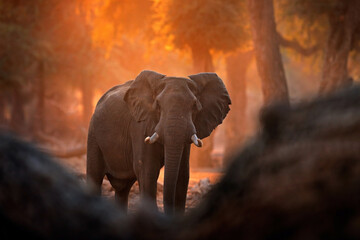 Naklejka na ściany i meble Elephant at Mana Pools NP, Zimbabwe in Africa. Big animal in the old forest, evening light, sun set. Magic wildlife scene in nature. African elephant in beautiful habitat. Art view in nature.