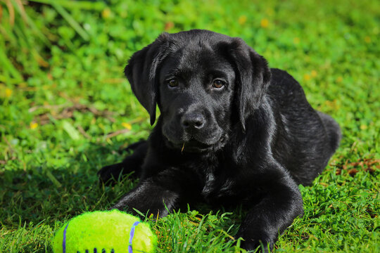 Black Labrador puppy on the grass. happy dog sitting in the park.