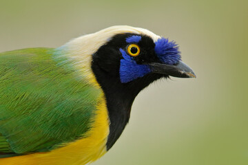 Yellow jay, detail portrait of tropic bird. Yellow Bird, black and blue head, wild nature. Green Jay, Cyanocorax yncas, wild nature, Sumaco, Ecuador. Beautiful bird from South America